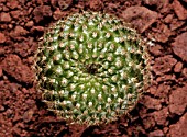 REBUTIA, CACTUS - CROWN CACTUS