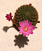 MAMMILLARIA, CACTUS - PINCUSHION CACTUS