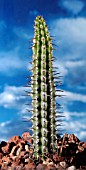 ECHINOCEREUS, CACTUS