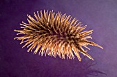 SPIKY BROWN SEEDPOD ON PURPLE BACKGROUND