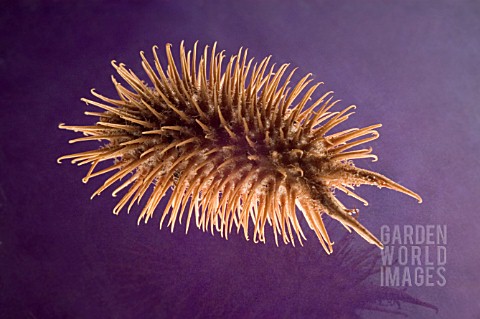 SPIKY_BROWN_SEEDPOD_ON_PURPLE_BACKGROUND