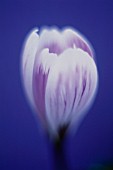 CROCUS, CROCUS