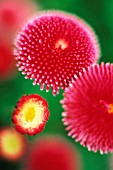 BELLIS PERENNIS, DAISY - LAWN DAISY