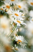 BELLIS, DAISY