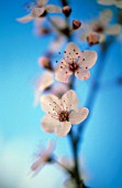 PRUNUS DULCIS, ALMOND