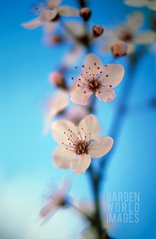 PRUNUS_DULCIS_ALMOND