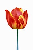 TULIPA, TULIP