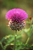 CYNARA SCOLYMUS, ARTICHOKE