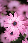 OSTEOSPERMUM, OSTEOSPERMUM