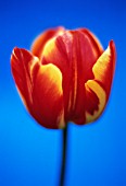 TULIPA, TULIP