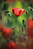 PAPAVER RHOEAS, POPPY