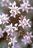 SEDUM POPULIFOLIUM, SEDUM, ICE PLANT