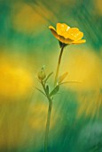 RANUNCULUS ACRIS, BUTTERCUP