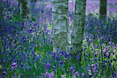 HYACINTHOIDES NON-SCRIPTA, BLUEBELL WOOD