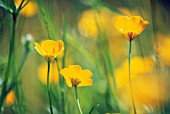 RANUNCULUS ACRIS, BUTTERCUP