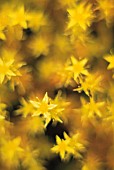 SEDUM REFLEXUM ‘ANGELINA’, ANGELINA STONECROP