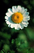 TANACETUM PARTHENIUM, FEVERFEW