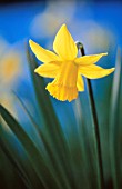 NARCISSUS, DAFFODIL