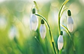 GALANTHUS NIVALIS, SNOWDROP