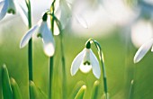 GALANTHUS NIVALIS, SNOWDROP