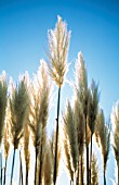 CORTADERIA SELLOANA, PAMPAS GRASS