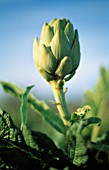 CYNARA SCOLYMUS, ARTICHOKE