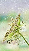 AMMI MAJUS, BISHOPS WEED