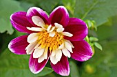 COLLARETTE DAHLIA