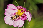 HOVERFLY ON COSMOS BIPINNATUS