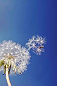 TARAXACUM OFFICINALE