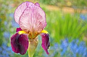 BEARDED IRIS