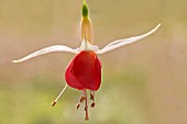 FUCHSIA CULTIVAR