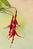 FUCHSIA MAGELLANICA