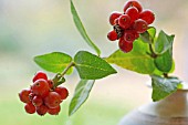 CLUSTERED RED BERRIES OF LONICERA PERICLYMENUM