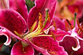 LILIUM STAR GAZER