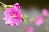 PINK LAVATERA