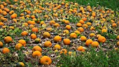 HARVESTED PUMPKINS, CUCURBITA MAXIMA