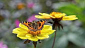 AGLAIS URTICAE ON DAHLIA