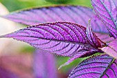 STROBILANTHES DYERIANUS