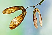 ACER PSEUDOPLATANUS WINGED SEEDS