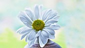 WHITE CHRYSANTHEMUM IN VASE AGAINST WINDOW