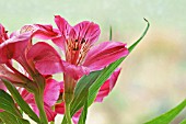 ALSTROEMERIA