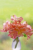 ALSTROEMERIA FLOWERS IN GLASS VASE IN FRONT OF WINDOW