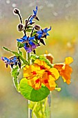 BORAGE AND NASTURTIUM CULTIVAR IN GLASS CONTAINER IN FRONT OF WINDOW