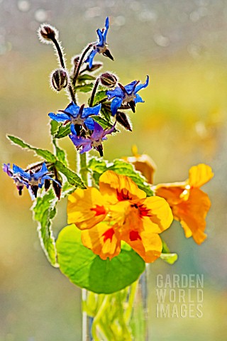 BORAGE_AND_NASTURTIUM_CULTIVAR_IN_GLASS_CONTAINER_IN_FRONT_OF_WINDOW