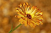 CALENDULA OFFICINALIS SHERBET FIZZ