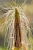 ZEA MAYS CULTIVAR