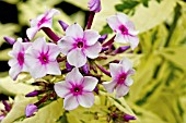 PHLOX WITH VARIEGATED FOLIAGE