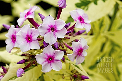 PHLOX_WITH_VARIEGATED_FOLIAGE