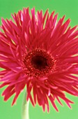 GERBERA, GERBERA